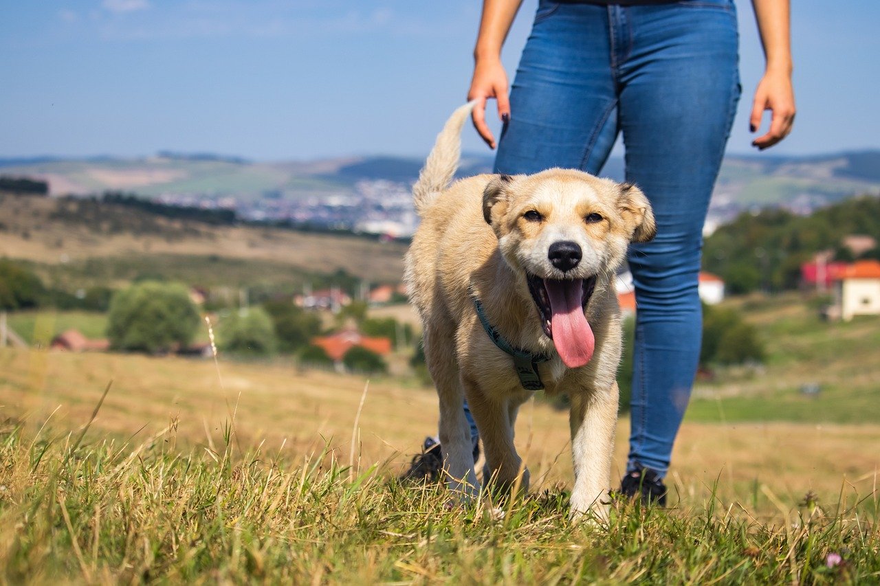 dog, puppy, grass-8199216.jpg